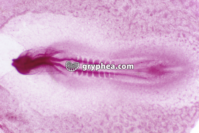 Embryon de Poulet 24h x10 - gryphea.com